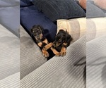 Small #20 Doberman Pinscher