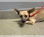 Small Chihuahua Mix