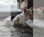 Small #9 English Bulldog
