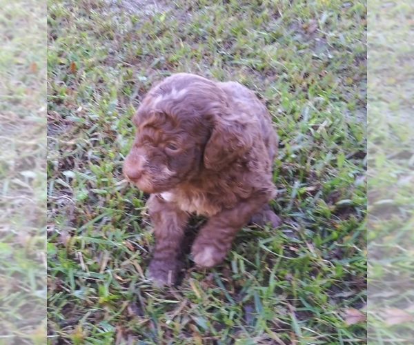 Medium Photo #3 Aussiedoodle-Australian Shepherd Mix Puppy For Sale in ARCHDALE, NC, USA