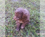 Small Photo #3 Aussiedoodle-Australian Shepherd Mix Puppy For Sale in ARCHDALE, NC, USA