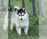 Small Photo #6 Alaskan Klee Kai Puppy For Sale in MOUNTAIN HOME, ID, USA