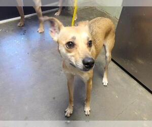 Rat Terrier-Unknown Mix Dogs for adoption in Tulsa, OK, USA
