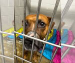 Small #1 Boxer Mix