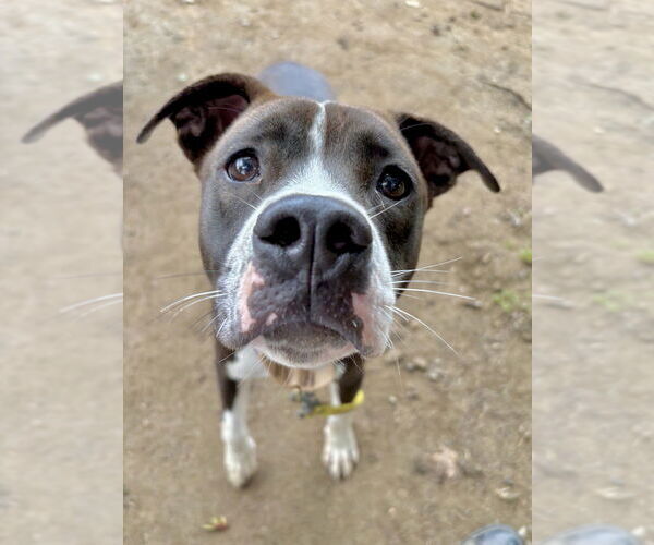 Medium Photo #44 American Pit Bull Terrier-Beagle Mix Puppy For Sale in Brewster, NY, USA
