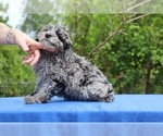 Small #15 Poodle (Toy)