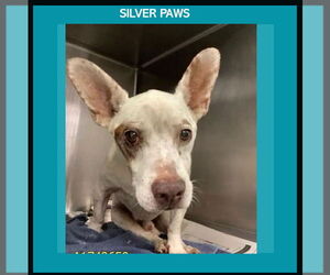 Chihuahua-Unknown Mix Dogs for adoption in Royal Palm Beach, FL, USA