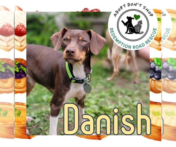 Medium Photo #8 Chiweenie Puppy For Sale in Crystal, MN, USA