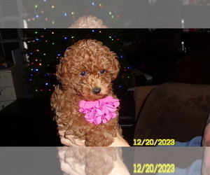 Poodle (Toy) Puppy for sale in DULUTH, GA, USA