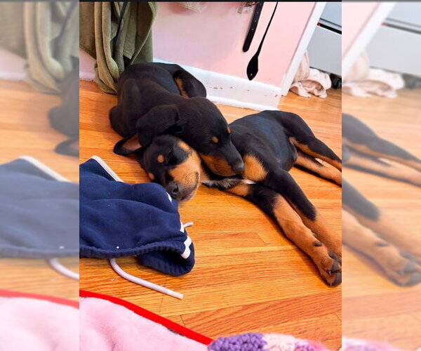 Medium Photo #3 Doberman Pinscher Puppy For Sale in Buffalo, MN, USA