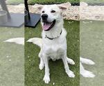 Small #1 Labrador Retriever Mix