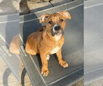 Savi - Female Mutt Dog for Adoption - Small photo