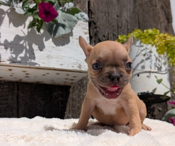 Medium Photo #3 French Bulldog Puppy For Sale in GOSHEN, IN, USA