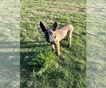 Small Photo #2 Belgian Malinois Puppy For Sale in BRYAN, TX, USA