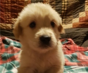 Golden Retriever Puppy for sale in TWIN FALLS, ID, USA