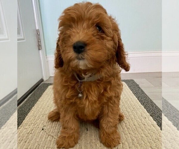 Medium Photo #2 Cavapoo-Poodle (Miniature) Mix Puppy For Sale in GAP, PA, USA