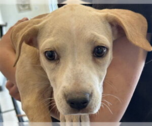 Golden Retriever-Unknown Mix Dogs for adoption in Plano, TX, USA
