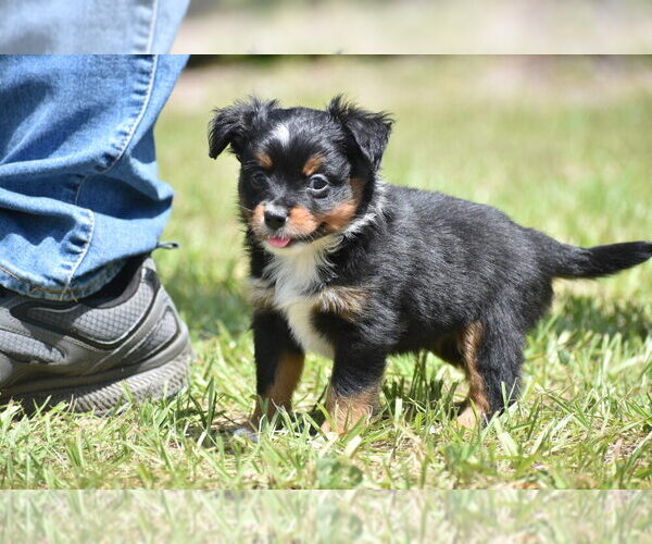 Medium Photo #2 Miniature American Shepherd Puppy For Sale in PALM COAST, FL, USA
