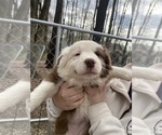 Small Border Collie