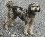 Small Photo #1 Goldendoodle (Miniature) Puppy For Sale in VOLANT, PA, USA