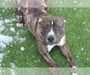Hulk - Male Mutt Dog for Adoption - Photo #11
