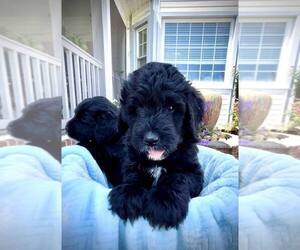 Goldendoodle Puppy for sale in ROCKY MOUNT, NC, USA