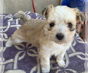 Maltipoo Puppy for sale in LAMONT, CA, USA