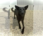Small #2 Mutt