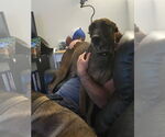 Small #3 Mutt