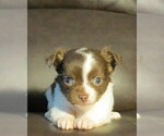 Small Photo #24 Chihuahua Puppy For Sale in HAYES, VA, USA