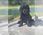 Small Photo #12 Goldendoodle Puppy For Sale in LANCASTER, SC, USA