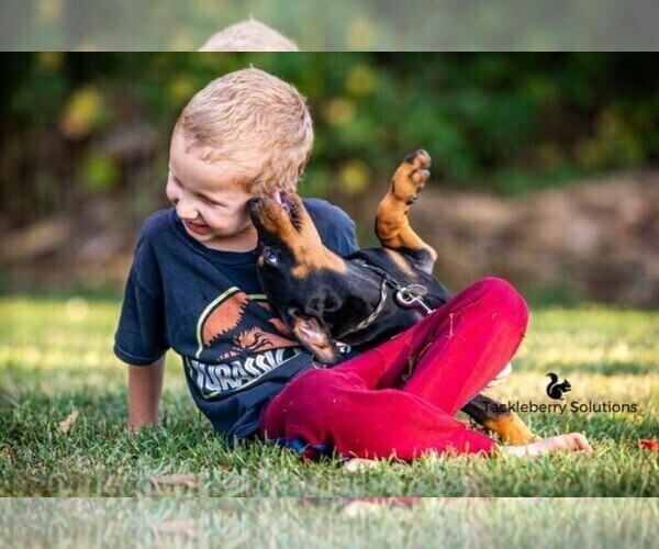 Medium Photo #6 Doberman Pinscher Puppy For Sale in MOUNT OLIVE, NC, USA