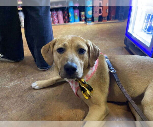 Medium Photo #4 Mutt Puppy For Sale in Utica, NY, USA