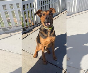 Doberman Pinscher-Unknown Mix Dogs for adoption in Oceanside, CA, USA