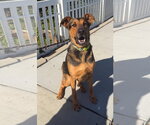 Small Doberman Pinscher Mix