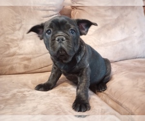 French Bulldog Puppy for sale in OCONTO, WI, USA