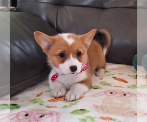 Pembroke Welsh Corgi Litter for sale in ARROYO GRANDE, CA, USA