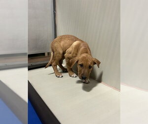 Mutt Dogs for adoption in Bakersfield, CA, USA