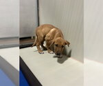 *DANNY - Male Mutt Dog for Adoption - Small photo