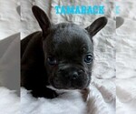 Small #1 French Bulldog