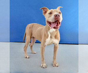Mutt Dogs for adoption in Pasadena, CA, USA