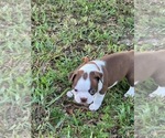 Small Photo #9 Boston Terrier Puppy For Sale in LOXAHATCHEE, FL, USA