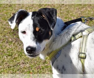 Parson Russell Terrier-Pointer Mix Dogs for adoption in Anniston, AL, USA