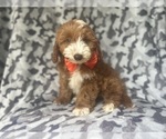 Small #7 Cavapoo