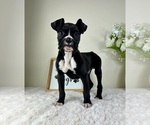 Small Boxer