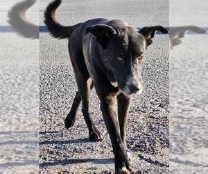 Labrador Retriever-Unknown Mix Dogs for adoption in San Antonio, TX, USA