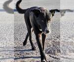 Small Labrador Retriever Mix