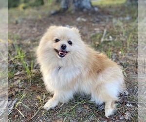 Mother of the Pomeranian puppies born on 08/06/2026