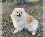 Small Photo #1 Pomeranian Puppy For Sale in HUBERT, NC, USA