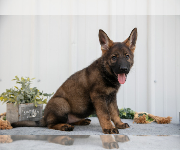 Medium Photo #2 German Shepherd Dog Puppy For Sale in SHIPSHEWANA, IN, USA